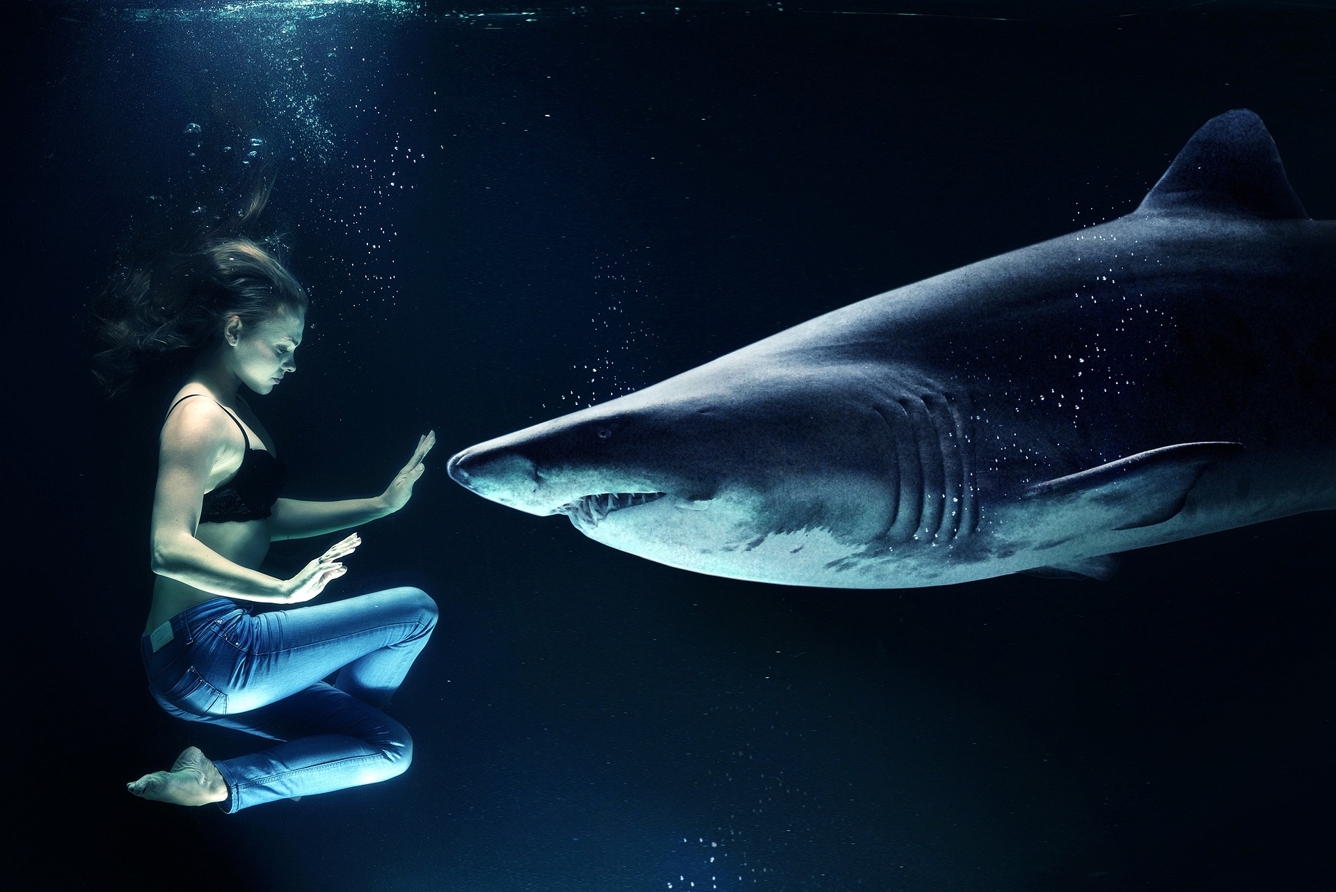 Read more about the article Emotional Shark Attacks